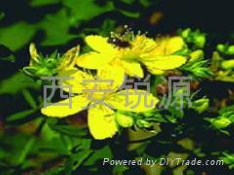 St. John’S Wort P.E.